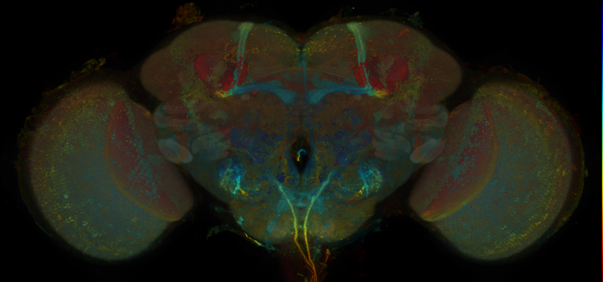 Split-GAL4 lines from Sterne et al., 2021
