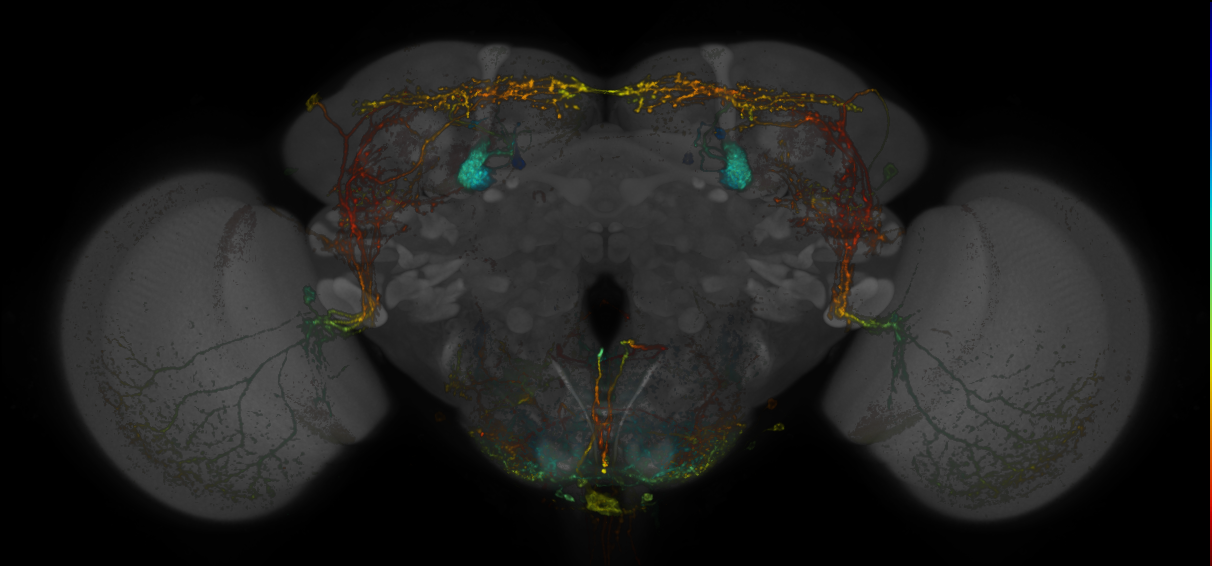 JRC_MB334C_Brain_20170829_34_E3_20x