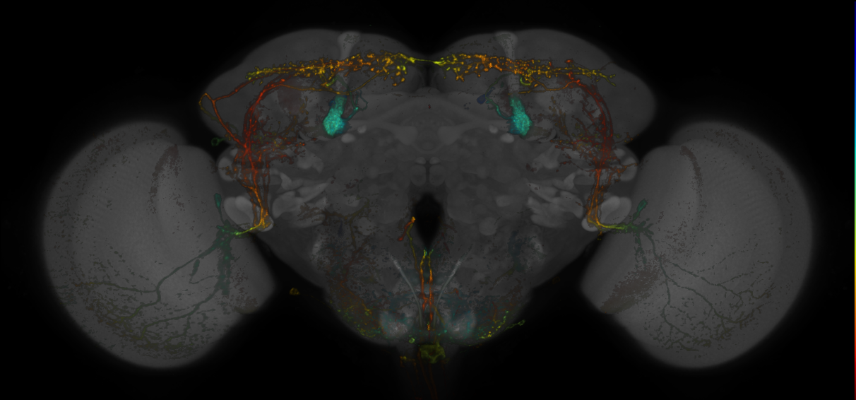 JRC_MB334C_Brain_20170829_34_E4_20x