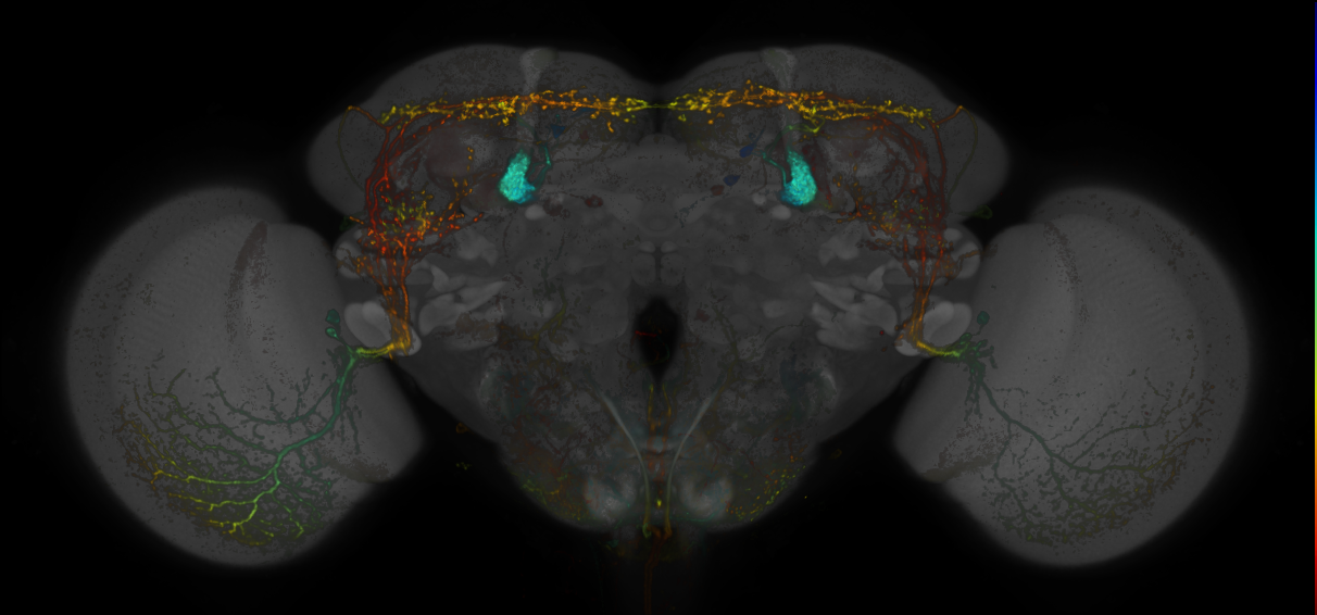 JRC_MB334C_Brain_20170829_34_E5_20x
