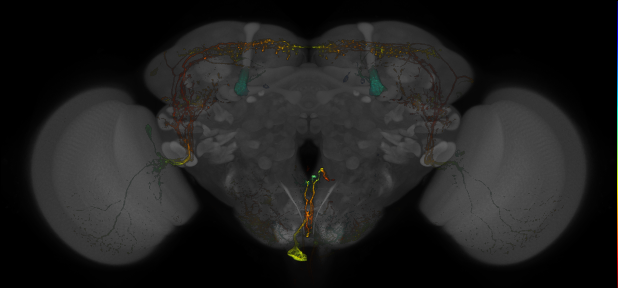 JRC_MB334C_Brain_20170829_34_E6_20x