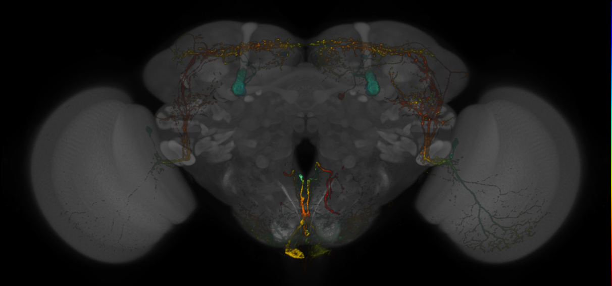 JRC_MB334C_Brain_20170829_34_F1_20x