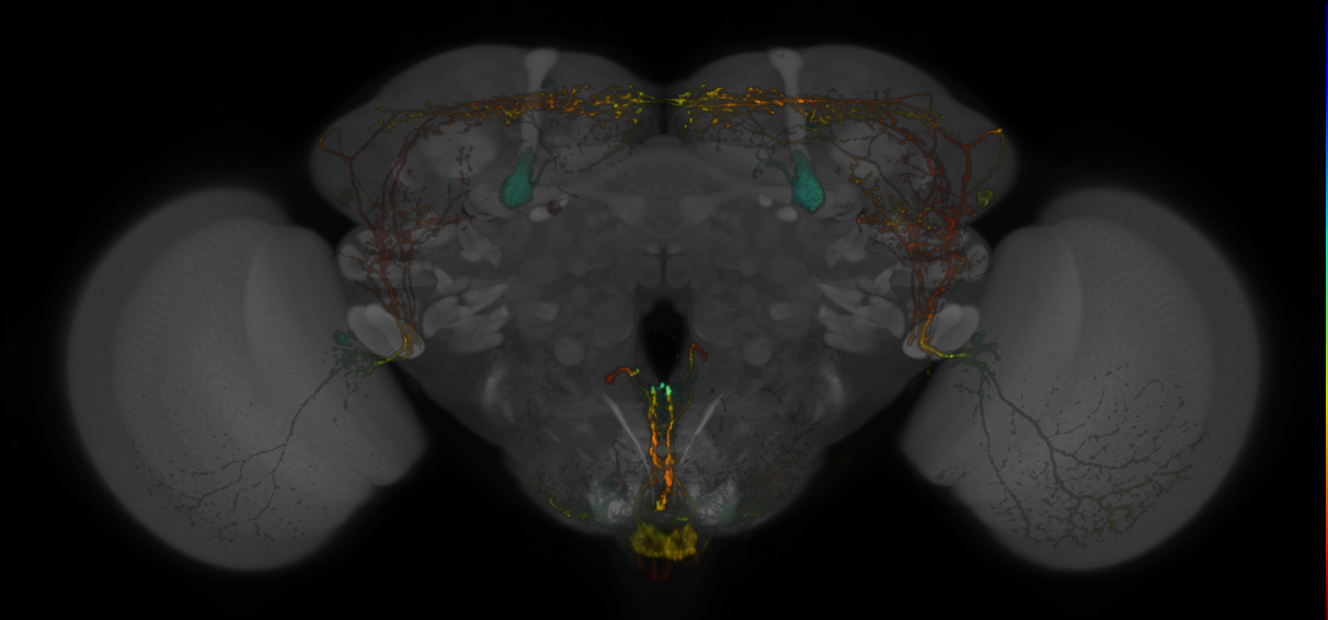 Split-GAL4 lines from Vogt et al., 2016