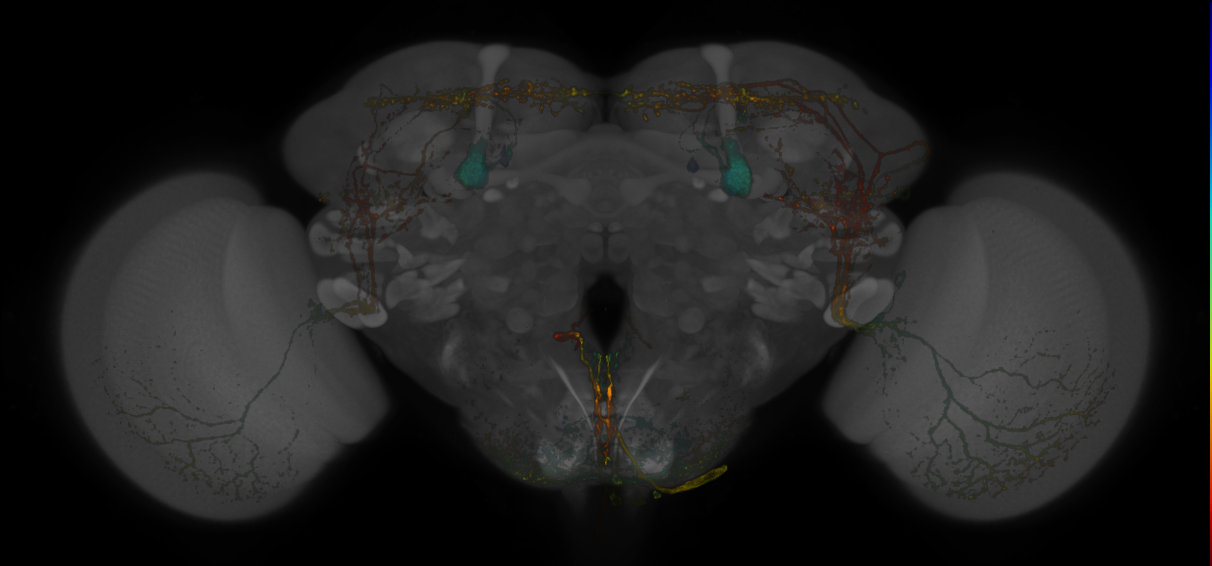 Split-GAL4 lines from Vogt et al., 2016