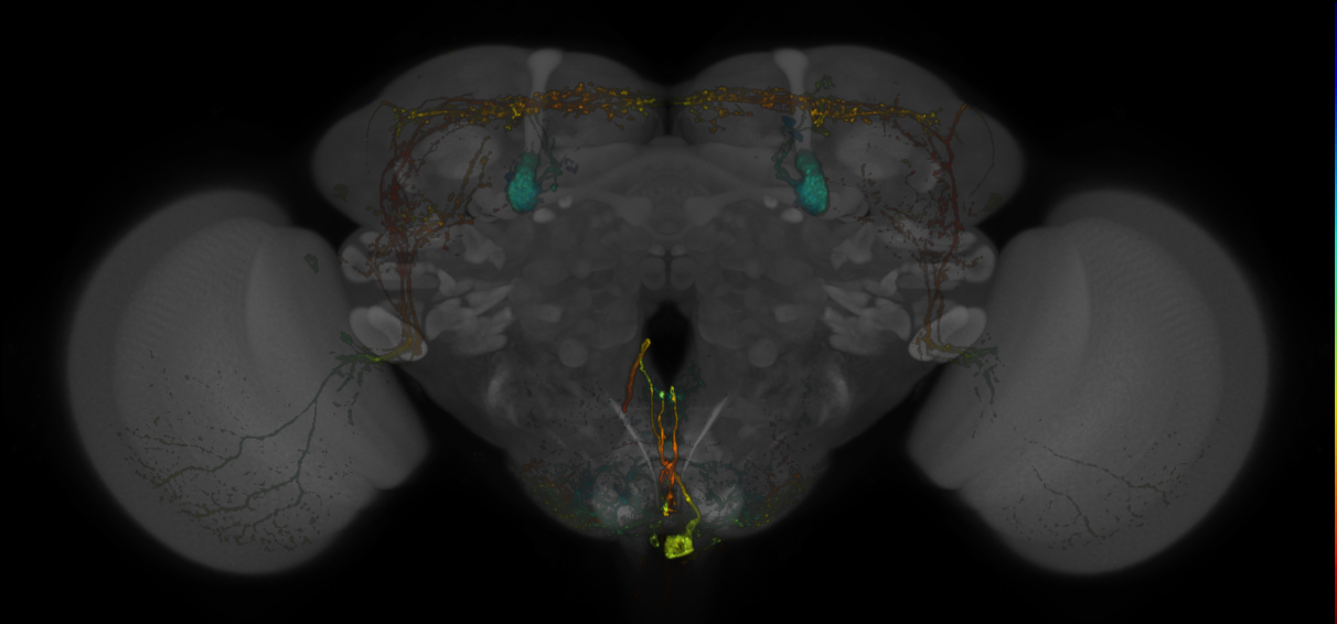 JRC_MB334C_Brain_20170829_34_F5_20x