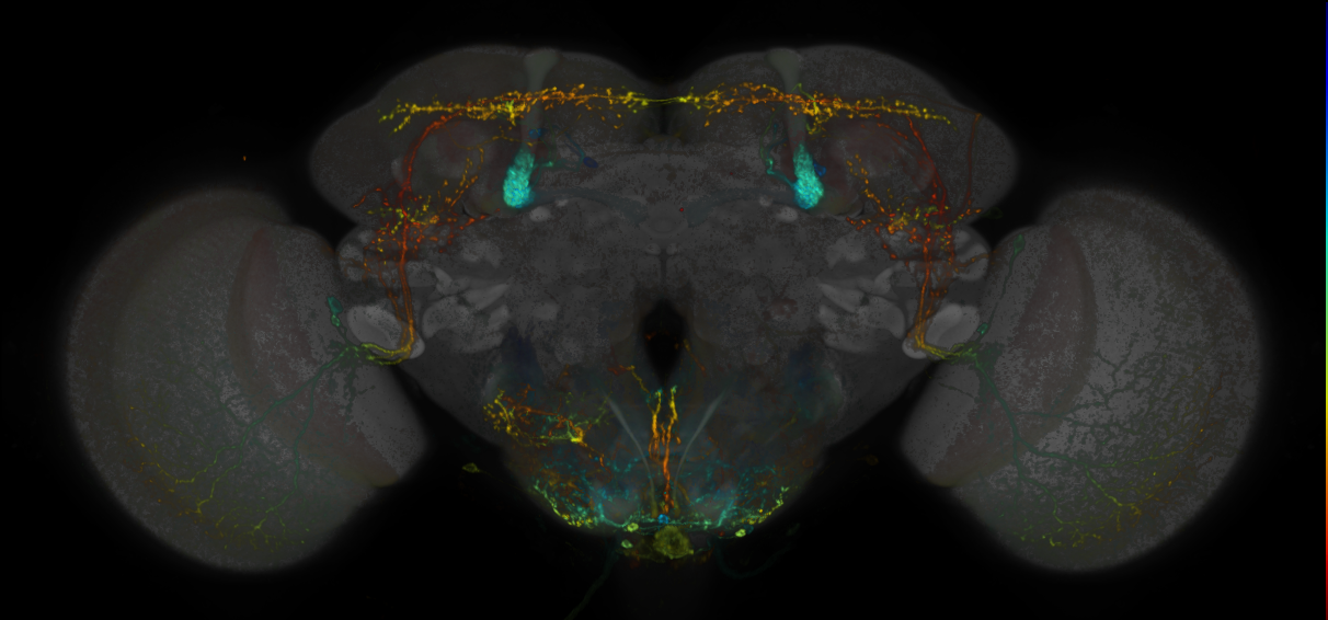 Split-GAL4 lines from Vogt et al., 2016
