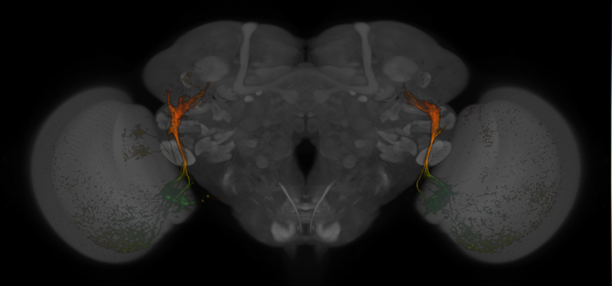 JRC_MB425B_Brain_20170829_34_C6_63x