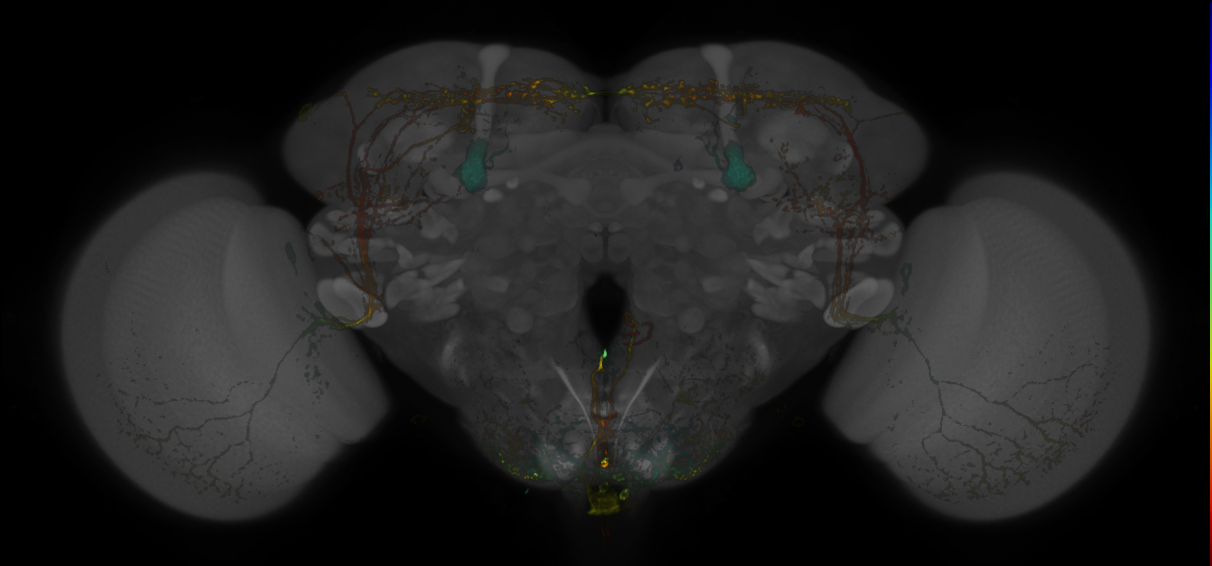 JRC_MB334C_Brain_20170829_34_E2_63x