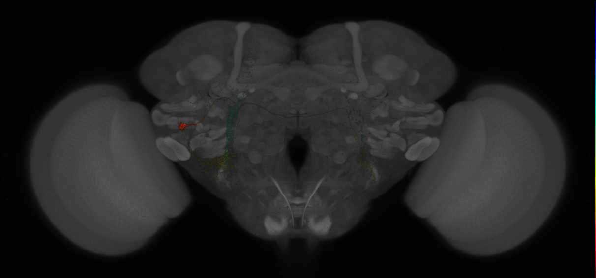 Split-GAL4 lines from Ehrhardt et al., 2023