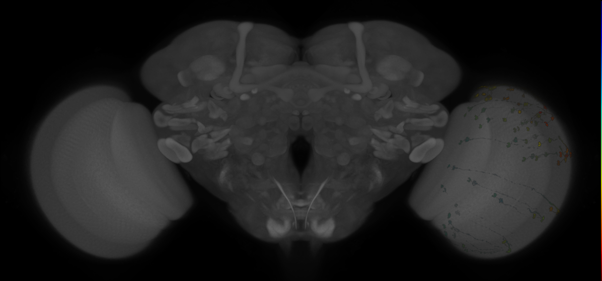 Split-GAL4 lines from Longden et al., 2023