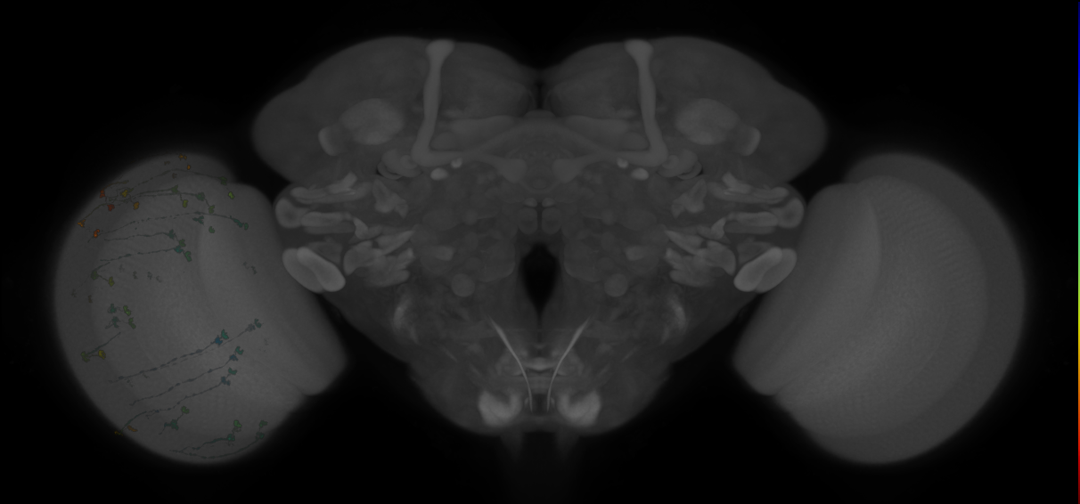Split-GAL4 lines from Longden et al., 2023