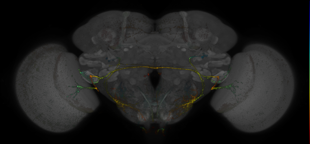 Split-GAL4 lines from Baker et al., 2022