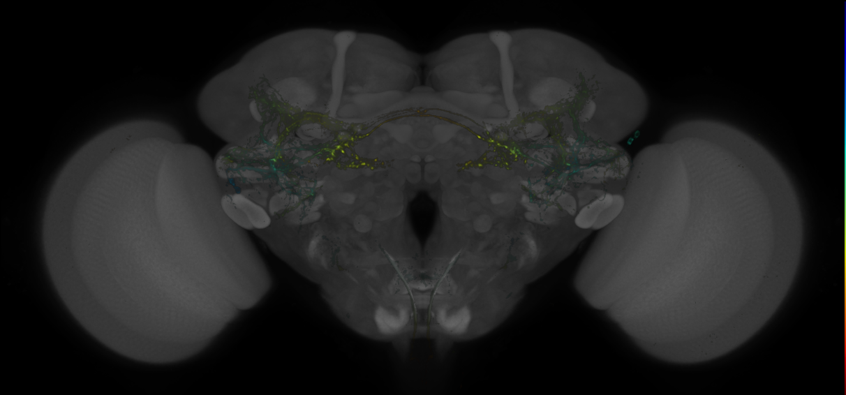 Split-GAL4 lines from Baker et al., 2022