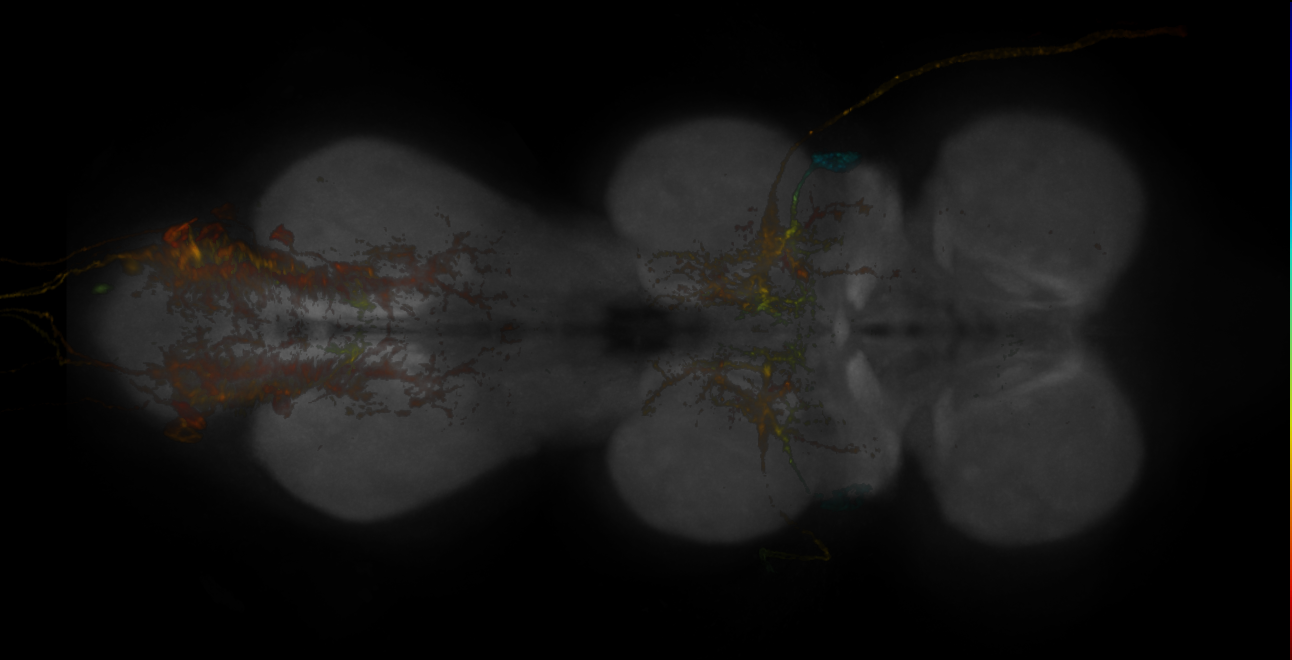 Split-GAL4 lines from Ehrhardt et al., 2023