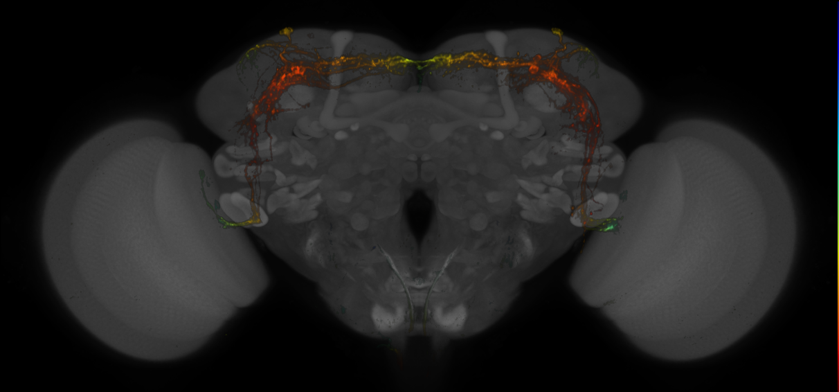 Split-GAL4 lines from Schlichting et al., 2019