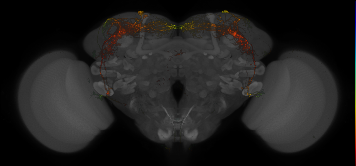 Split-GAL4 lines from Schlichting et al., 2019