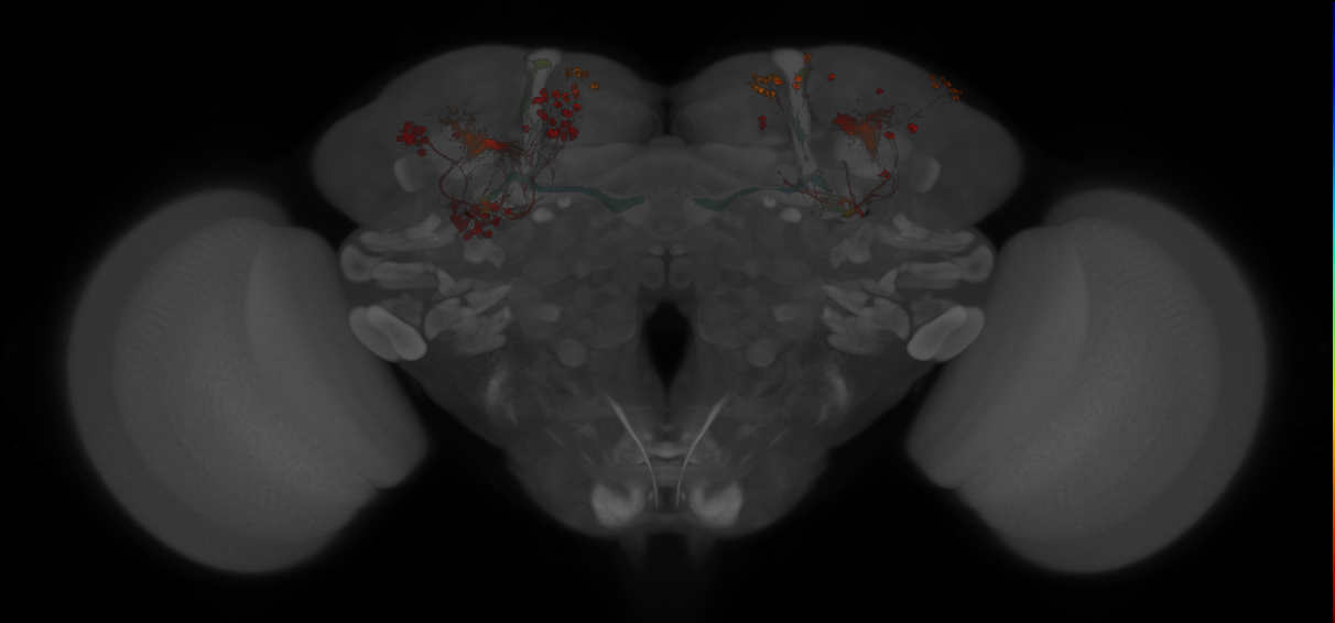 JRC_MB600B_Brain_20130212_31_D4_20x