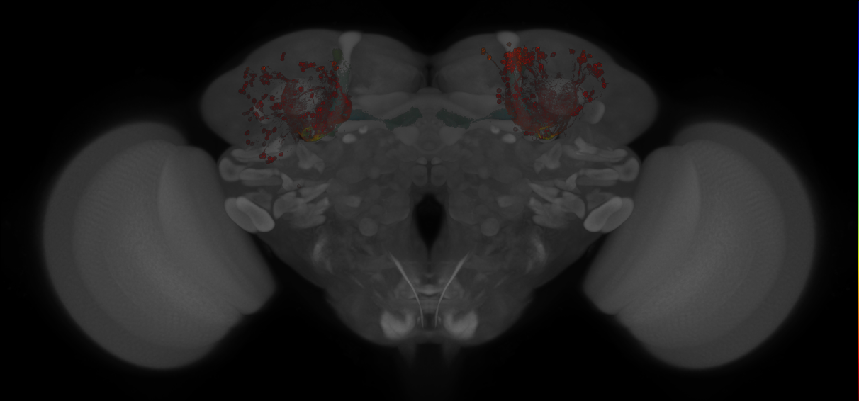 JRC_MB611B_Brain_20130211_32_A3_20x