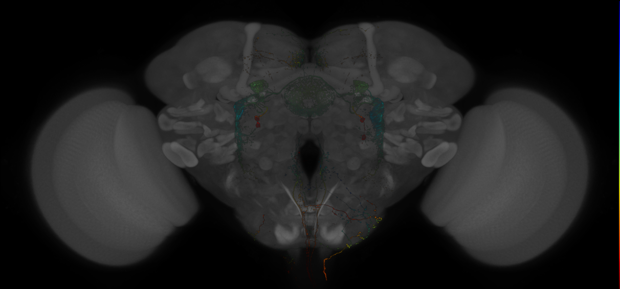 JRC_MB250C_Brain_20140808_31_J3_20x
