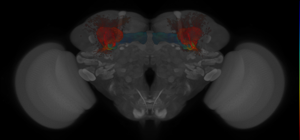 JRC_MB623B_Brain_20140808_32_J1_20x