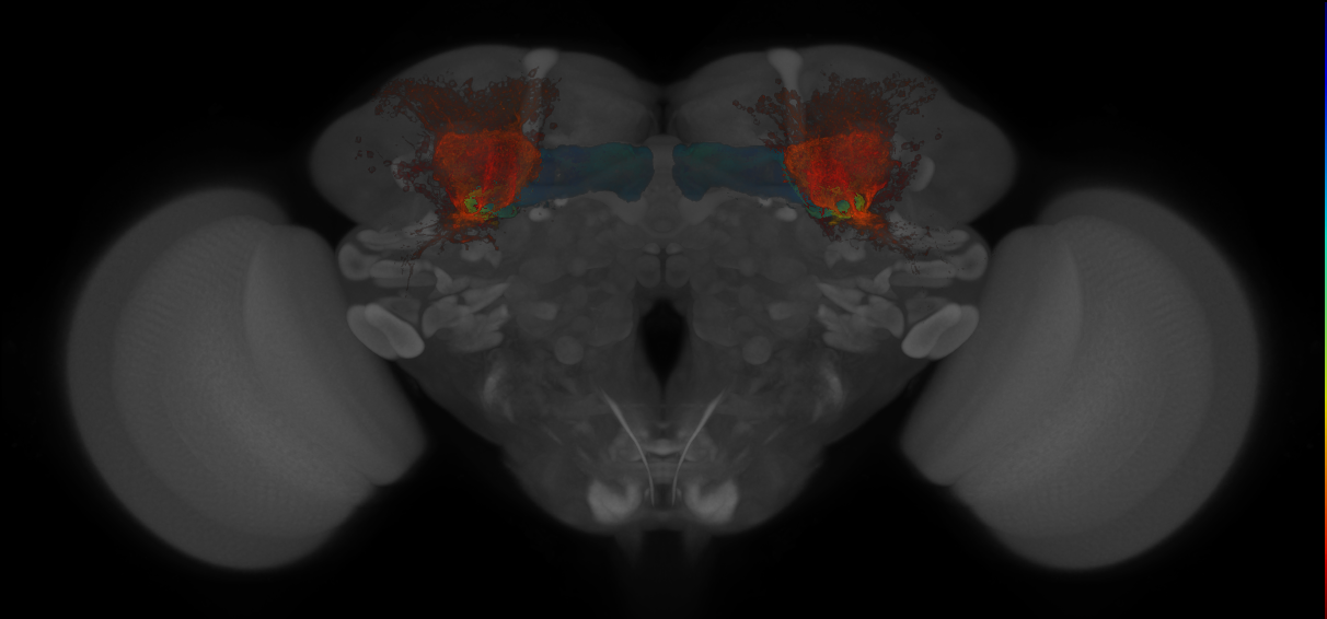 JRC_MB623B_Brain_20140808_32_J2_20x
