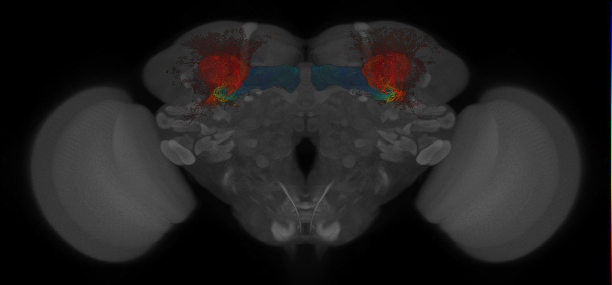 JRC_MB623B_Brain_20140808_32_J3_20x