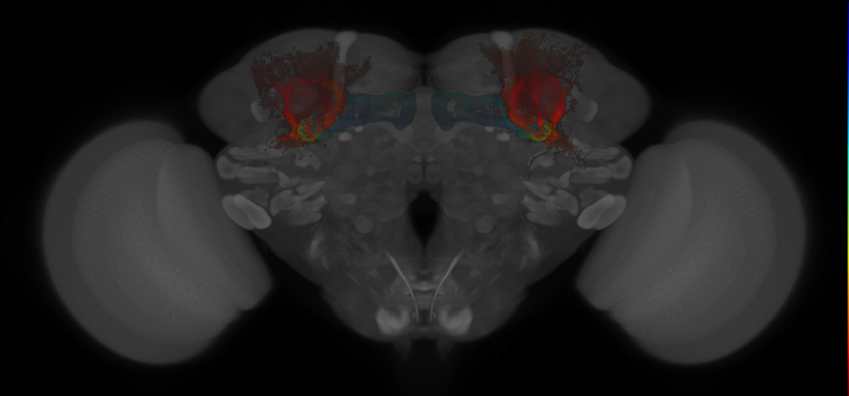JRC_MB623B_Brain_20140808_32_J4_20x