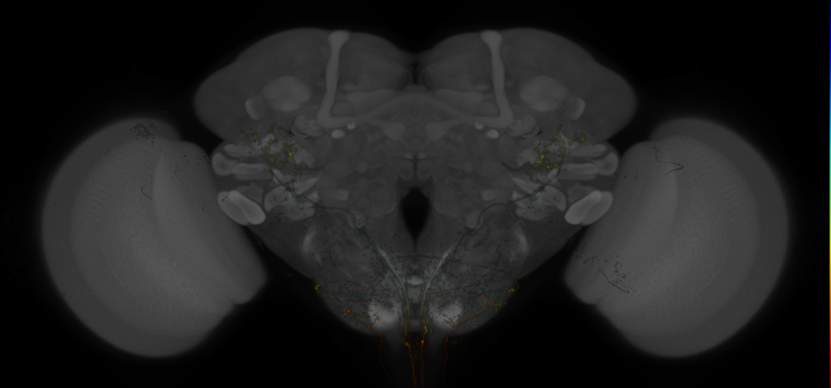 Split-GAL4 lines from Shuai et al., 2023
