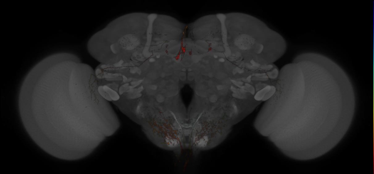 Split-GAL4 lines from Shuai et al., 2023