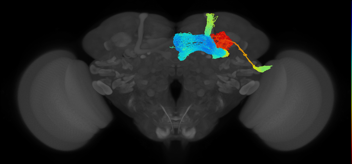 APL_R (JRC_OpticLobe:10540)