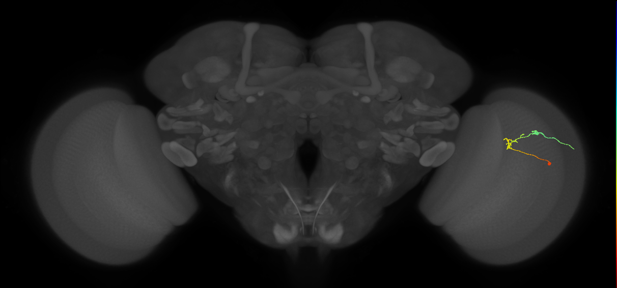 C2_R (JRC_OpticLobe:122002)