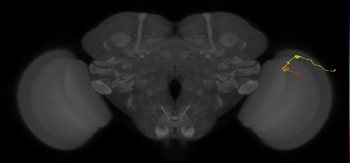 C2_R (JRC_OpticLobe:101175)