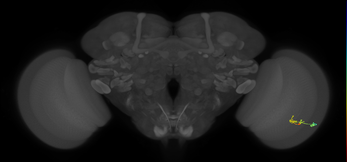 C2_R (JRC_OpticLobe:77471)