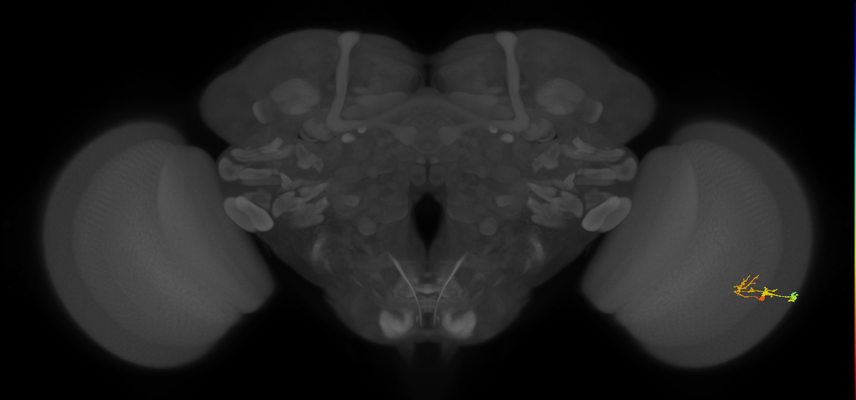 C2_R (JRC_OpticLobe:76337)