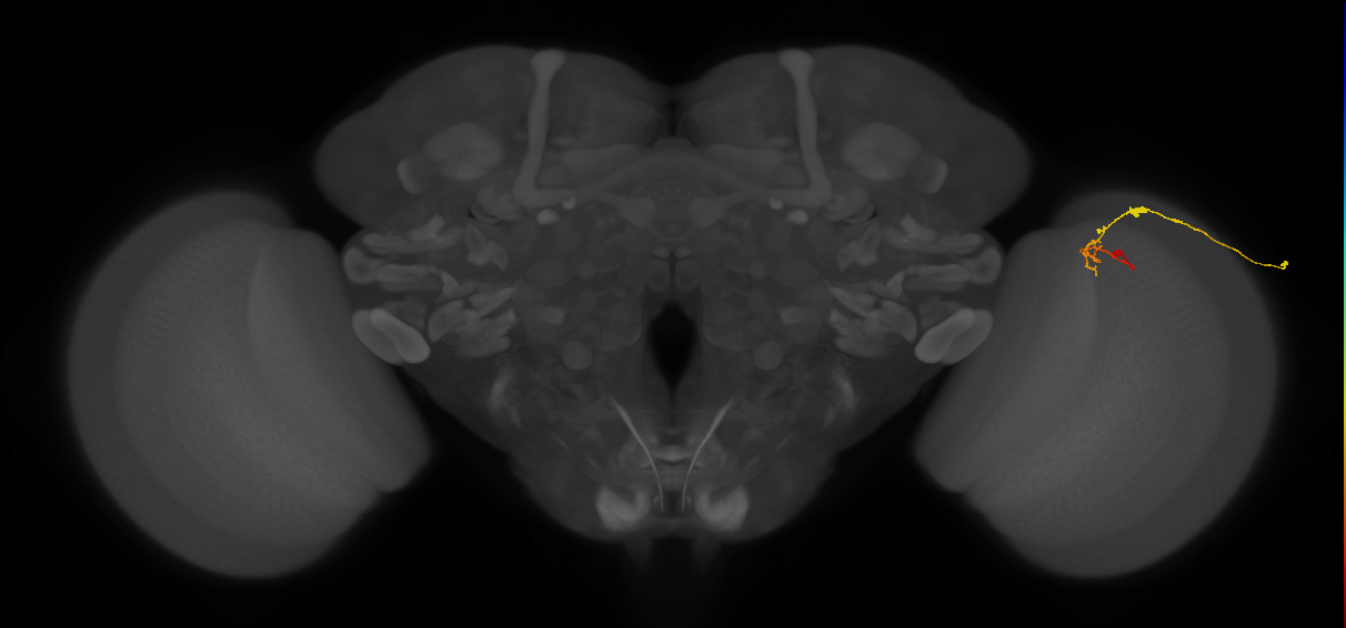 C2_R (JRC_OpticLobe:111226)