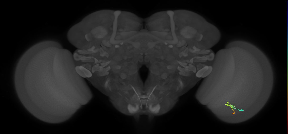 C2_R (JRC_OpticLobe:80600)