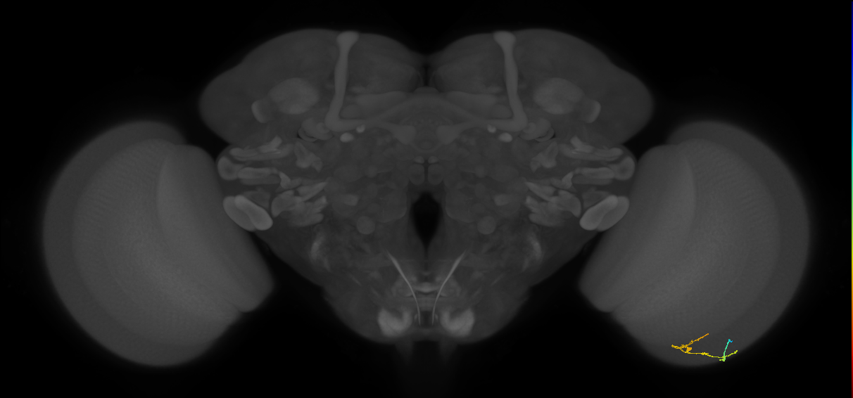 C2_R (JRC_OpticLobe:134781)