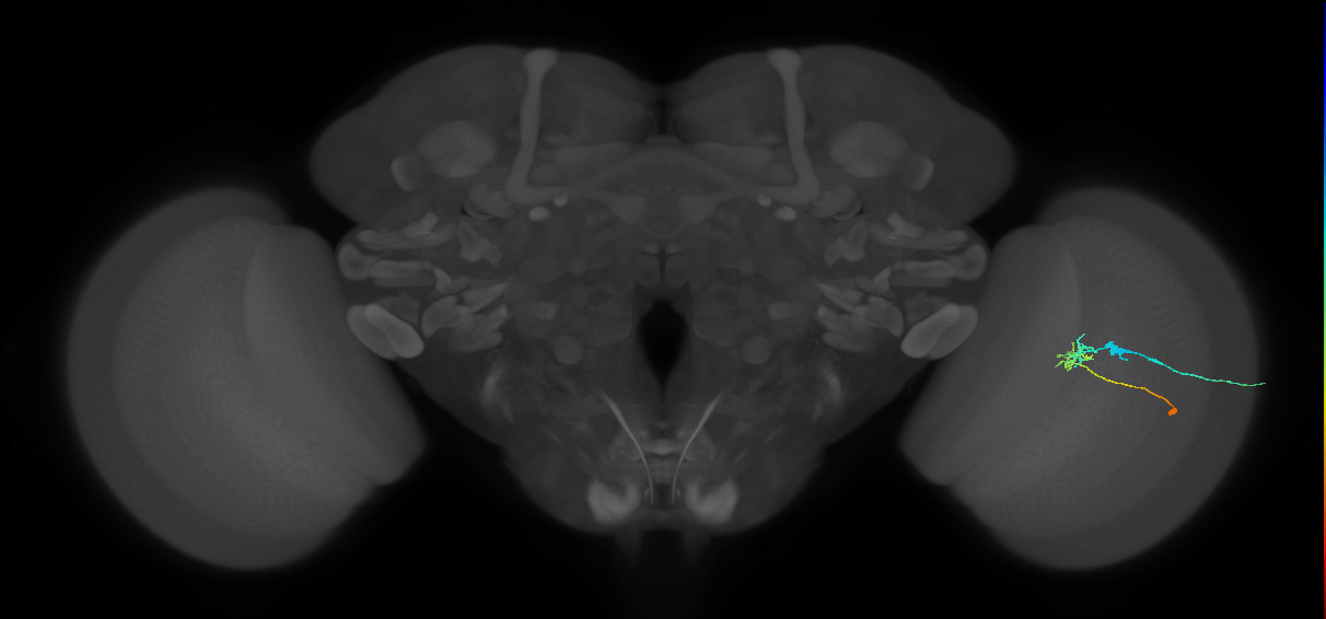 C2_R (JRC_OpticLobe:98537)