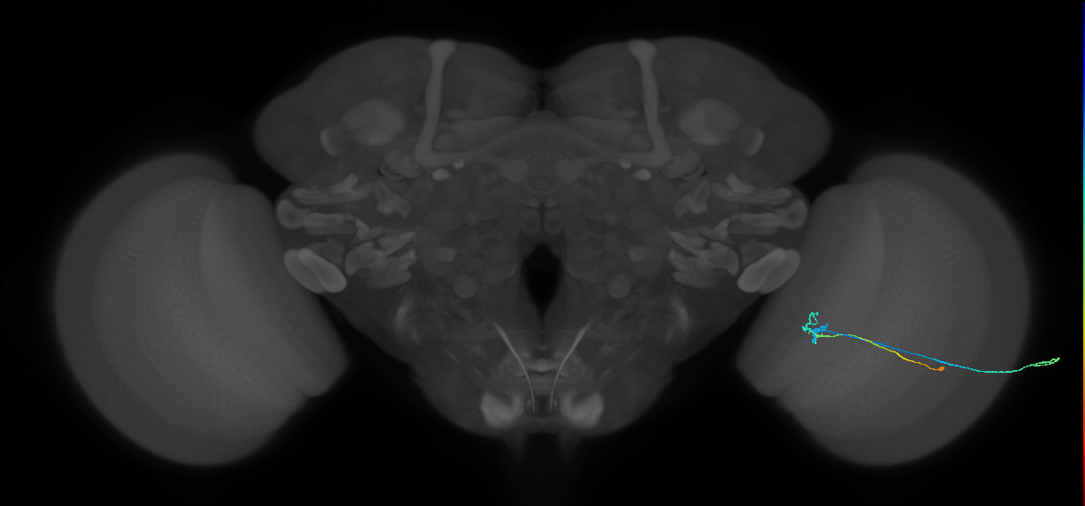C2_R (JRC_OpticLobe:80910)