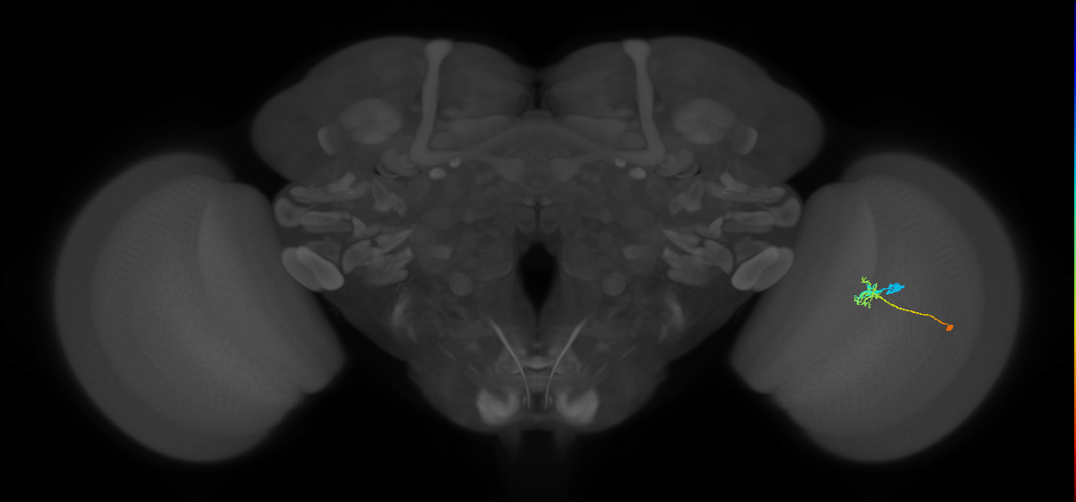 C2_R (JRC_OpticLobe:81464)