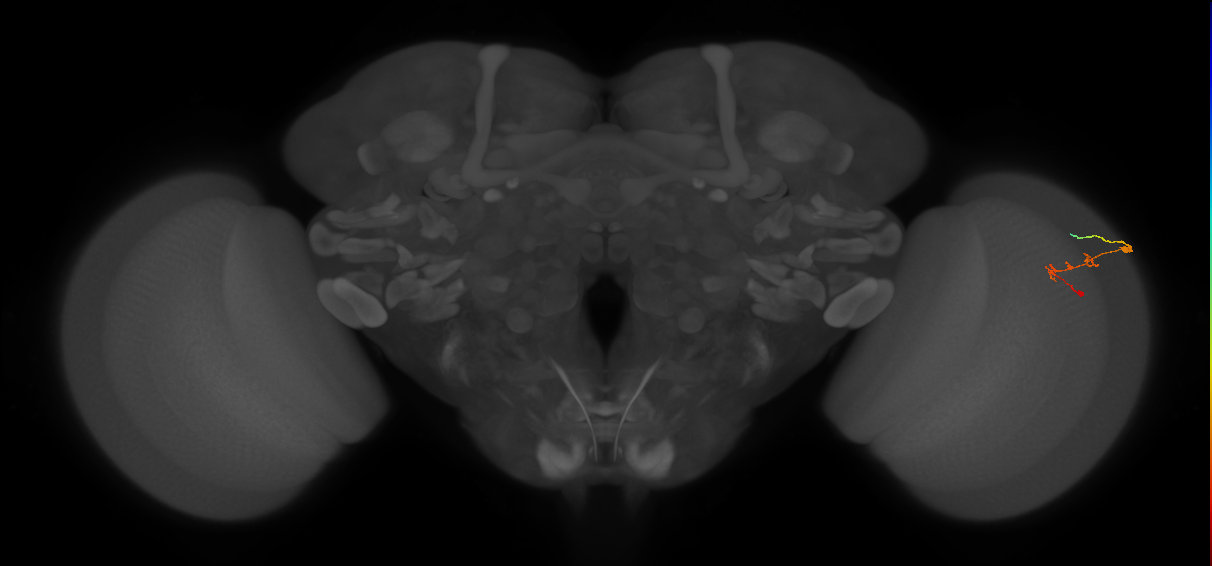C2_R (JRC_OpticLobe:128068)