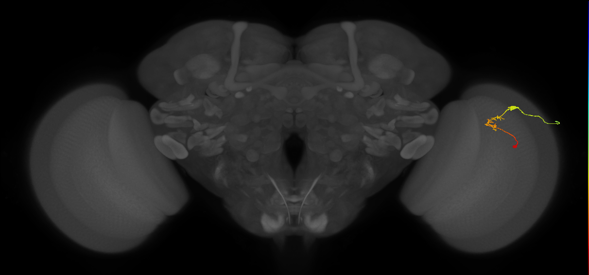 C2_R (JRC_OpticLobe:104205)