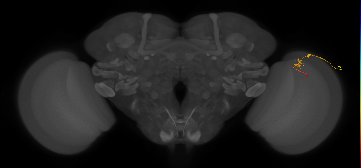 C2_R (JRC_OpticLobe:102011)