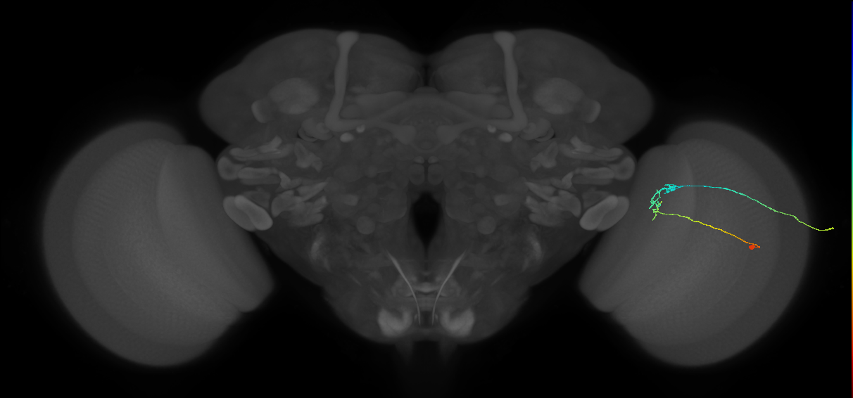 C2_R (JRC_OpticLobe:491695)