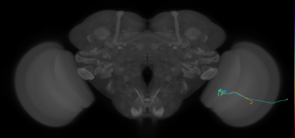 C2_R (JRC_OpticLobe:97218)
