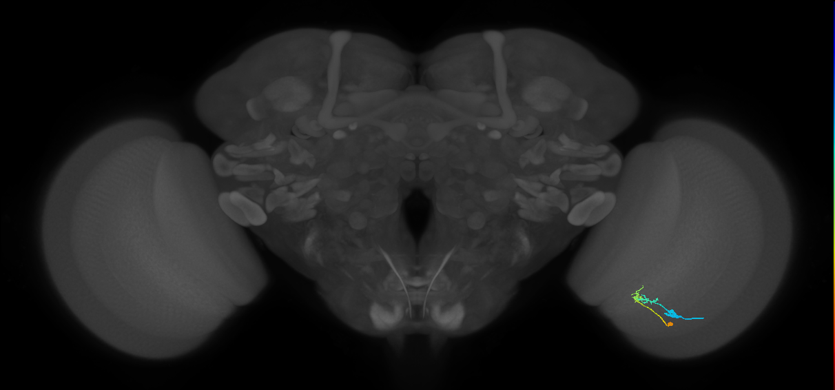 C2_R (JRC_OpticLobe:90951)