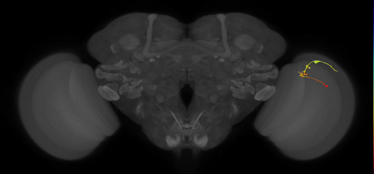 C2_R (JRC_OpticLobe:89124)