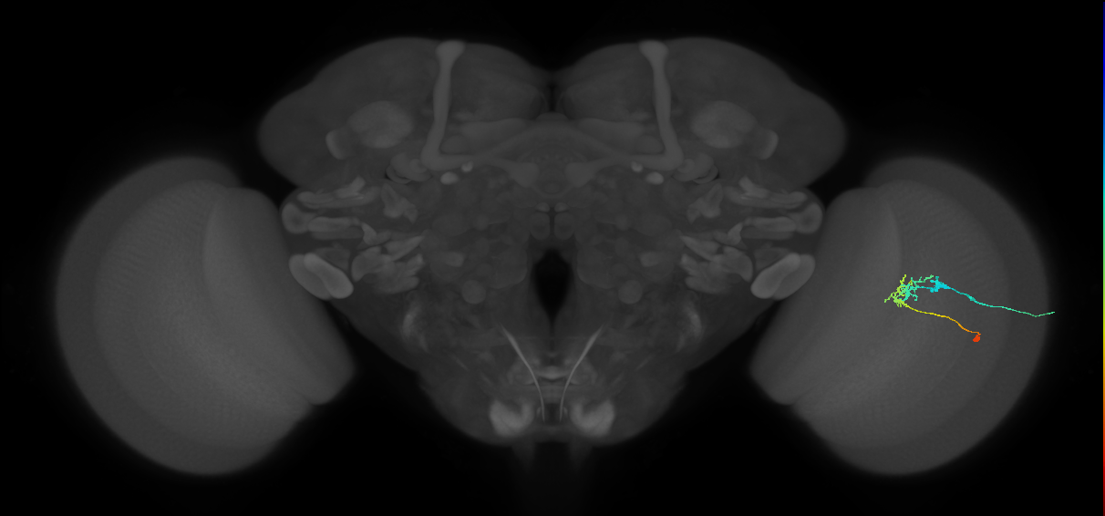 C2_R (JRC_OpticLobe:69025)