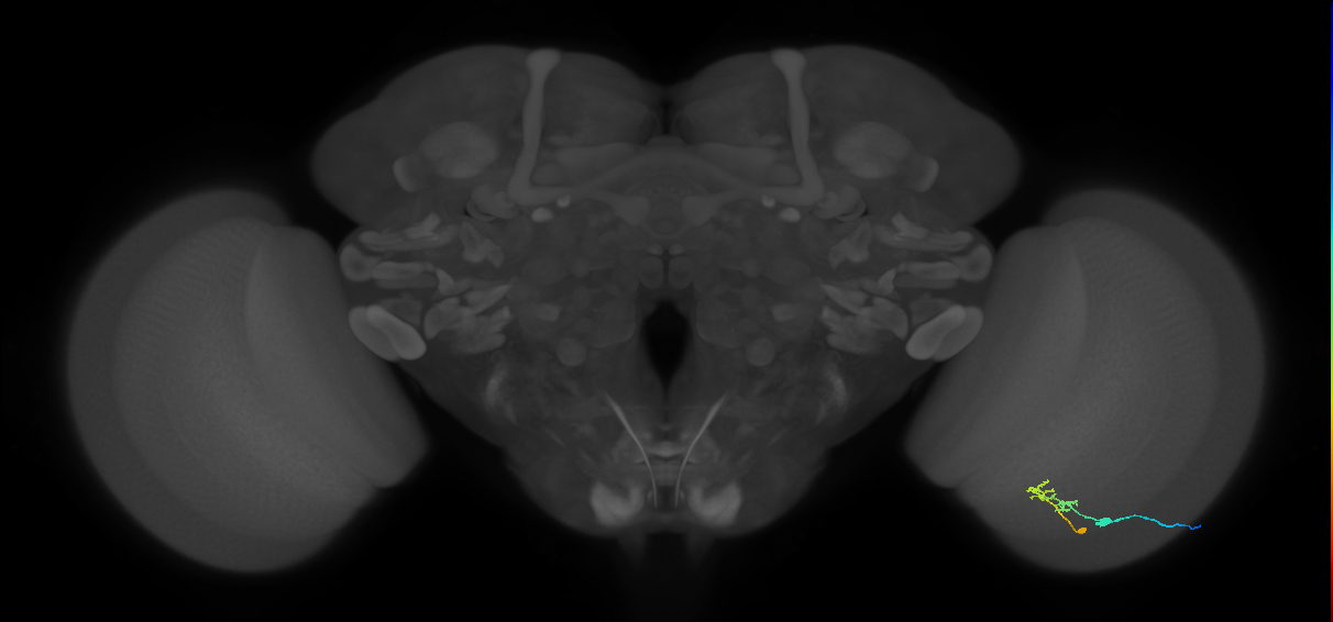 C2_R (JRC_OpticLobe:95360)