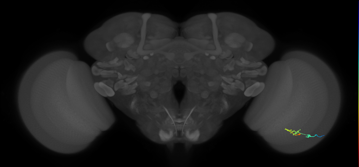 C2_R (JRC_OpticLobe:61400)